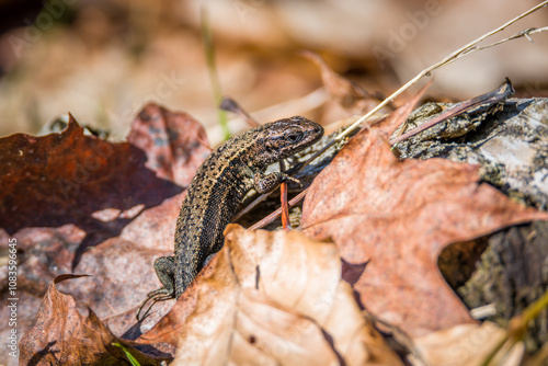Waldeidechse auf Boden im Gras mit Laub und Blätter im Wald bei Sonnenschein im Herbst, Deutschland