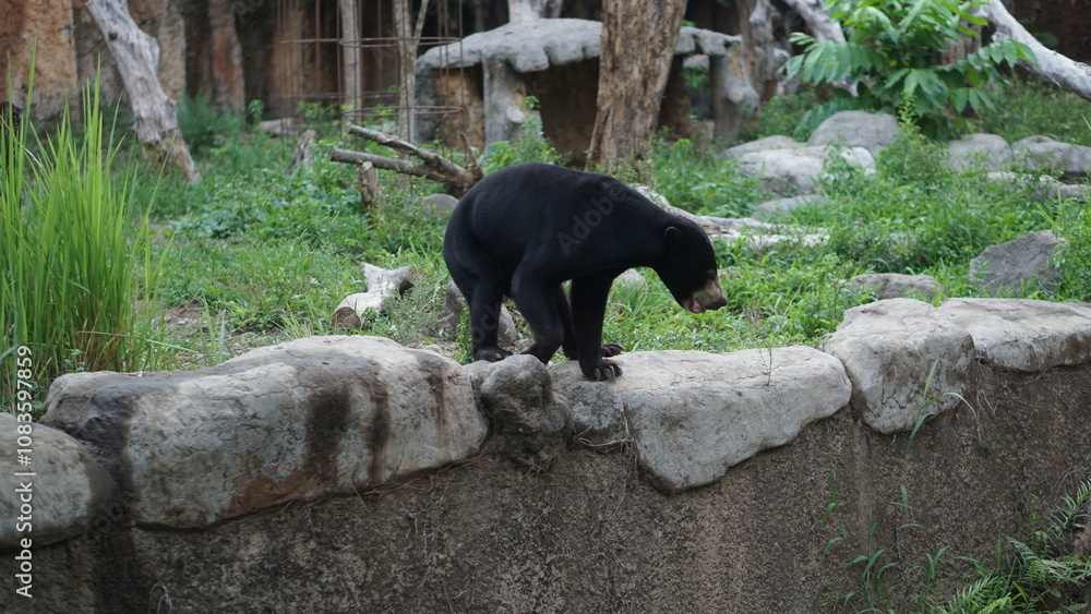 Obraz premium Portrait of a Black Sun Bear (Helarctos malayanus) from the Gembirolaka Yogyakarta Zoo collection.