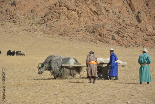 Local Mongolian Uriankhai people are herding off their yaks from the pasture in western Mongolia