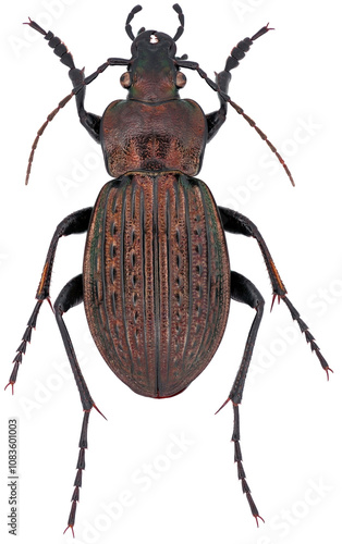 Carabus ulrichii, species of beetle in the runner family ground beetles, Carabidae. Isolated on a white background. photo