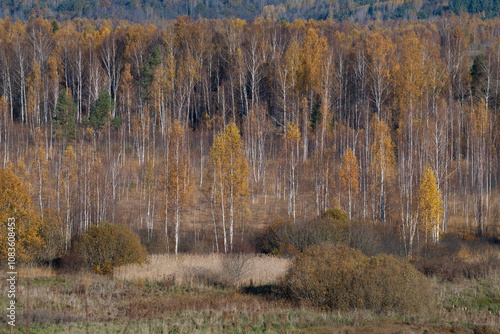 Golden autumn in the Izborsk-Malskaya Valley. Izborsk area. Pskov region, Russia photo