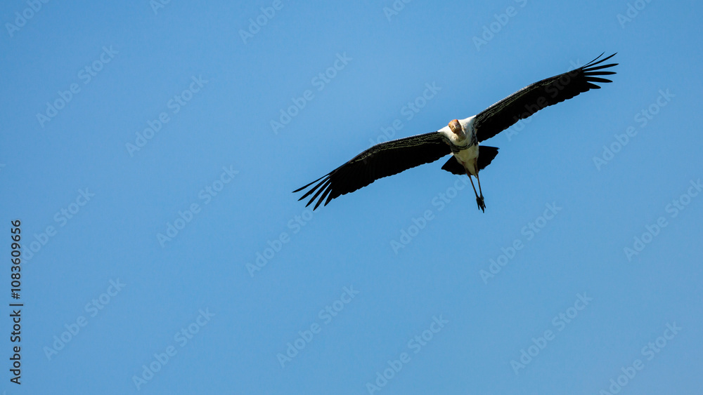 Obraz premium Painted Stork, Mycteria leucocephala, in flight in sky, a large wader in stork family, found in wetlands of plains of tropical Asia