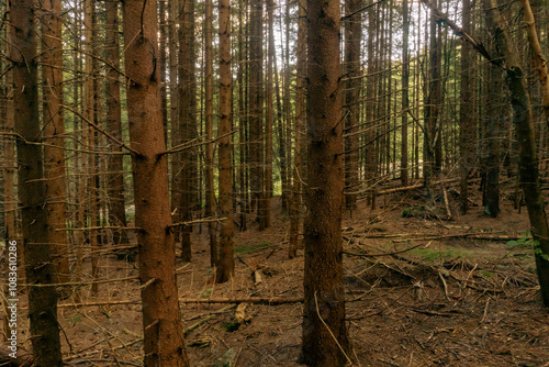 pine forest national park Vitosha photo