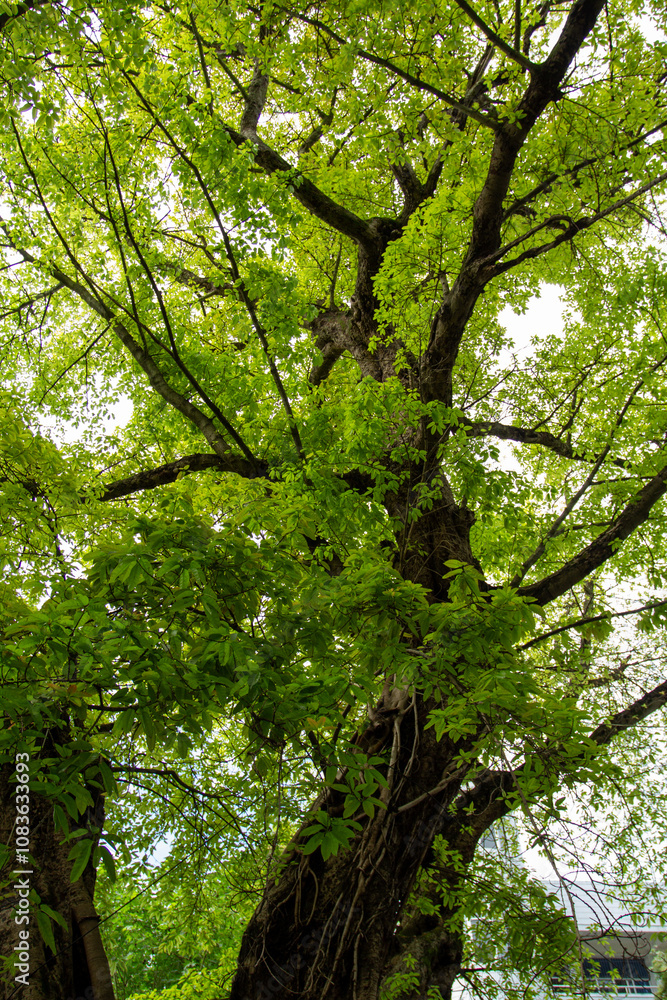 Fototapeta premium A Tree With Green Leaves And A Building In The Background