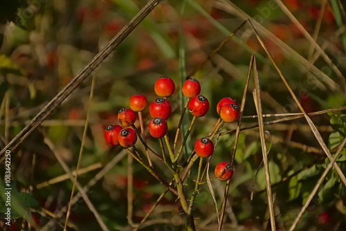 Bright hips of a Multiflora rose shrub, closeup, selective focus 