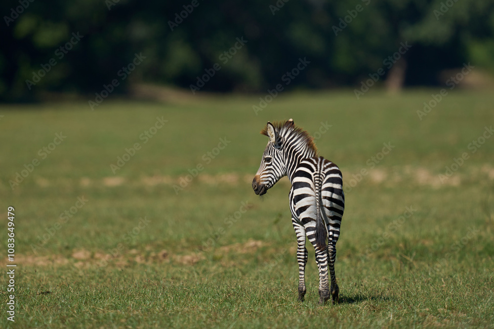 Fototapeta premium Crawshay's zebra (Equus quagga crawshayi) grazing in South Luangwa National Park, Zambia