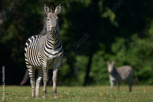 Crawshay's zebra (Equus quagga crawshayi) grazing in South Luangwa National Park, Zambia photo