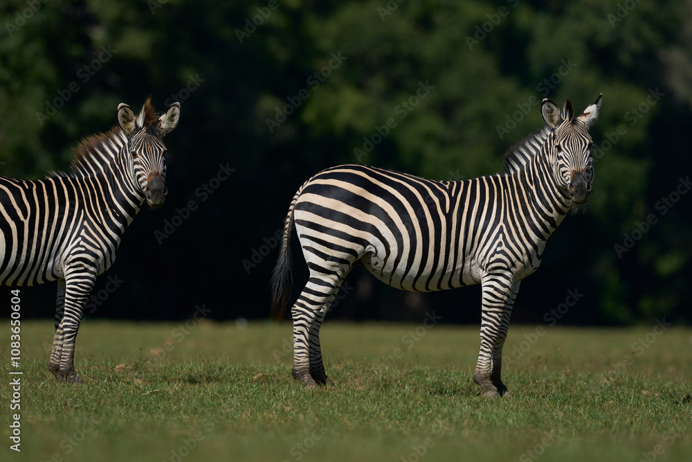 Naklejka premium Crawshay's zebra (Equus quagga crawshayi) grazing in South Luangwa National Park, Zambia
