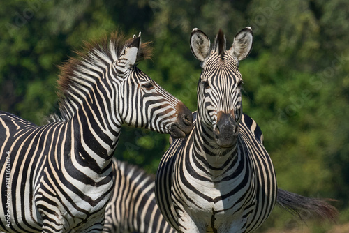 Crawshay's zebra (Equus quagga crawshayi) grazing in South Luangwa National Park, Zambia photo