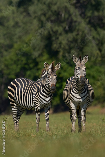 Crawshay's zebra (Equus quagga crawshayi) grazing in South Luangwa National Park, Zambia photo