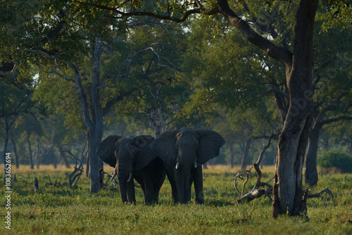 Bull African Elephant (Loxodonta africana) walking through a wooded area in South Luangwa National Park, Zambia     photo