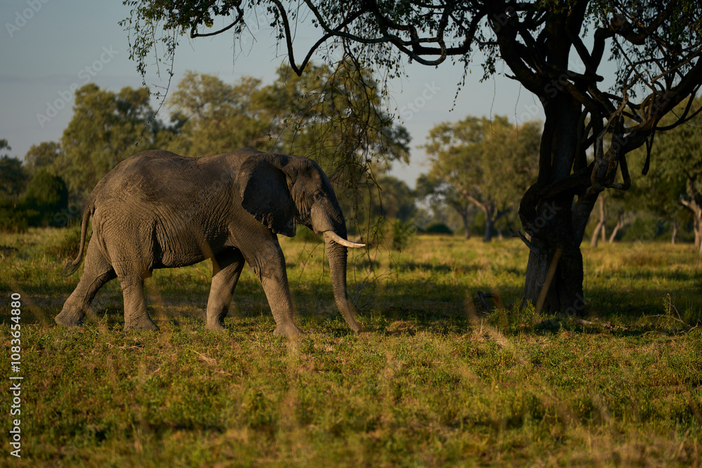 Fototapeta premium Bull African Elephant (Loxodonta africana) walking through a wooded area in South Luangwa National Park, Zambia 