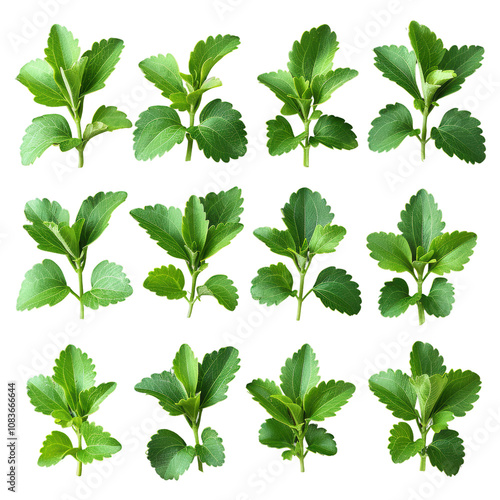 Stevia Leaves Arrangement, Vivid Green, Varied Shapes, Top View, Herbal Sweetener Display, Botanical Study Isolated on white background or PNG