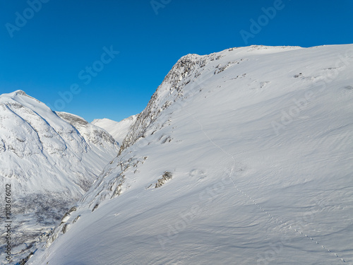 wolverine animal tracks in snow photo