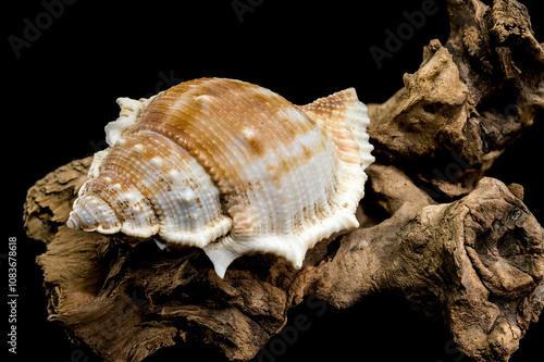 Bursa Spinosa Shell on Driftwood on Black Background photo