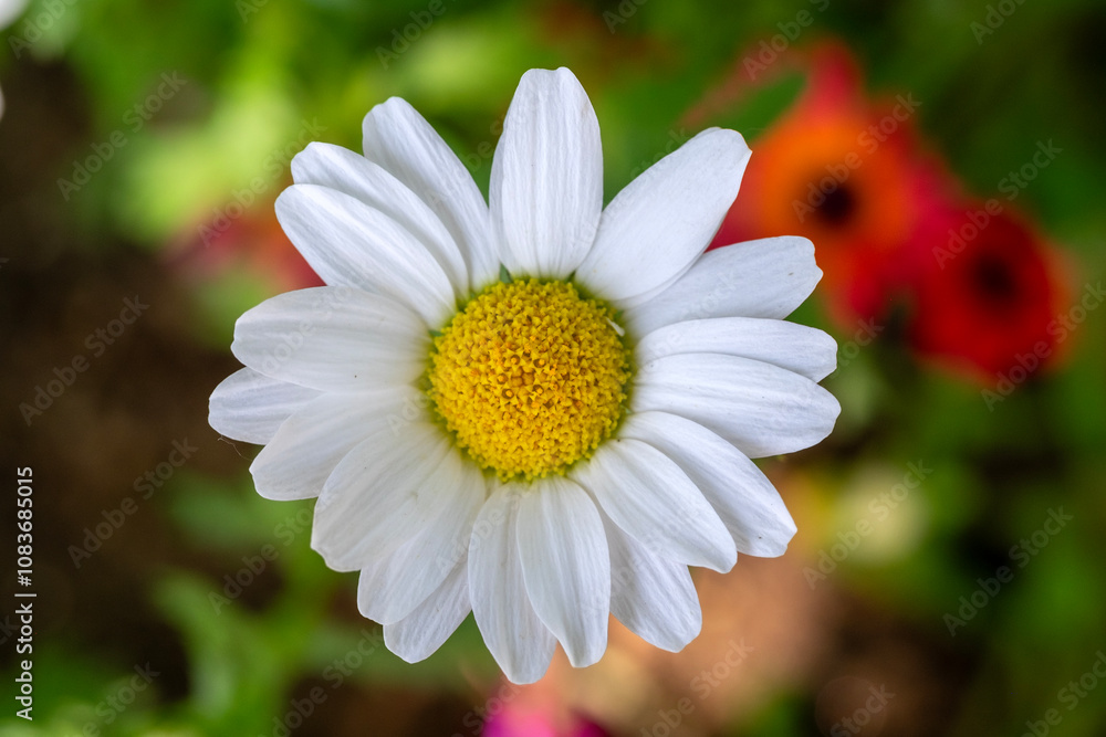 Fototapeta premium daisy flower in the garden