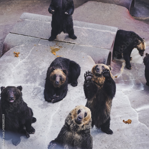 Grizzly bear. A group of Big brown bear with soft focus on the standing bear in Showa-shinzan Bear Park, Brown Bear Ranch of Mount Showa Shinzan, Sobetsu, Hokkaido, Japan. Vintage film grain filter photo