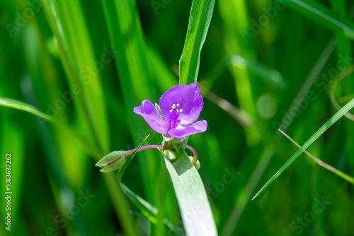 blue spider wort flower in spring photo