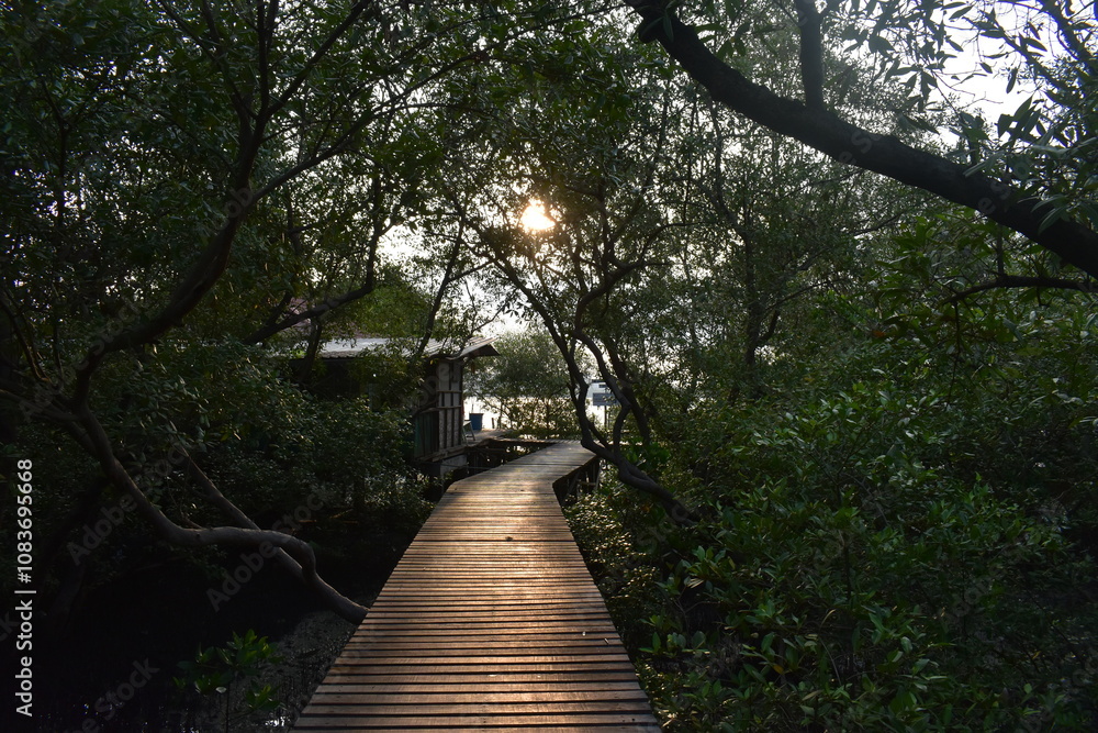 Obraz premium A wooden walkway or bridge stretches through a mangrove forest, illuminated by the warm, golden light of the rising sun