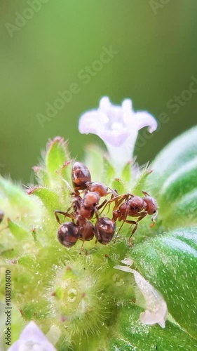 Red wood ant
