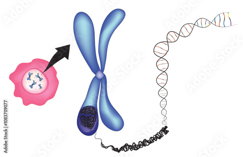 Chromosome and DNA