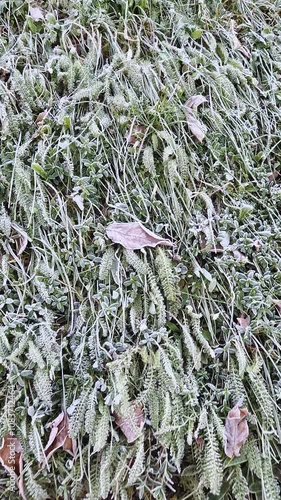 Frost covered grass texture with plants and fallen leaves on the ground. Hoar gives vegetation a white and icy appearance during cold weather. Late autumn and coming winter scene