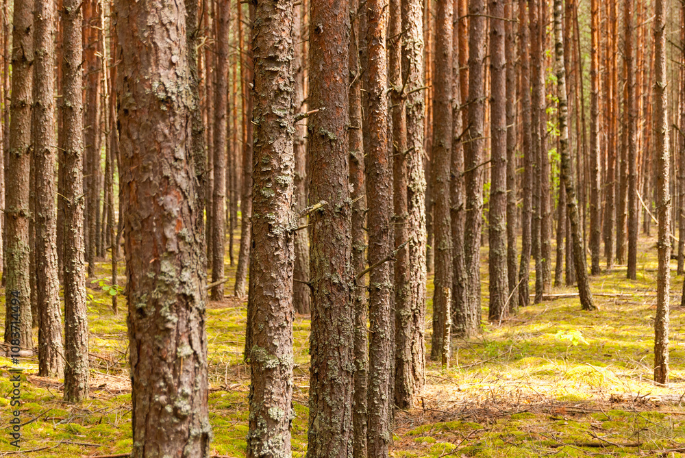 Fototapeta premium A Forest of Slender Trees with Straight Trunks
