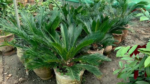 Cycas revoluta palms in large pots in plant nursery photo