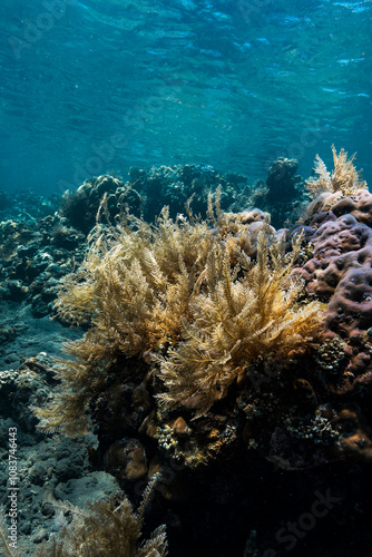 Wallpaper Mural coral reef Torontodigital.ca