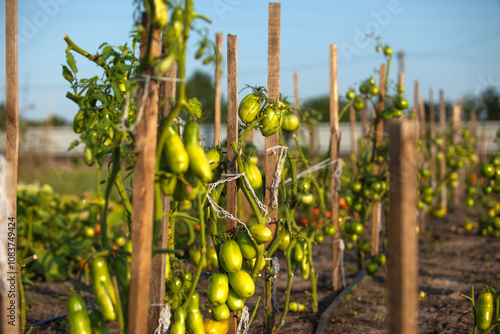 Close-up of green plum tomatoes growing on a vine inside a greenhouse. The plants are lush and healthy, with the tomatoes beginning to ripen