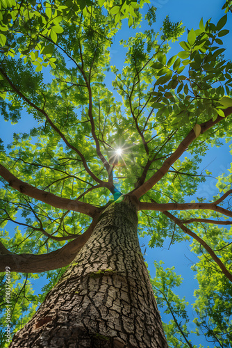 Majestic Oyamel Tree Stand Tall and Proud in Stunning Natural Landscape photo