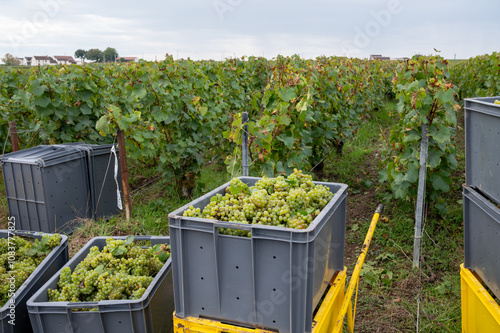 Harvest on grand cru vineyards near Ambonnay and Bouzy, region Champagne, France. Cultivation of white chardonnay wine grape, plastic boxes with cutted grape clusters photo