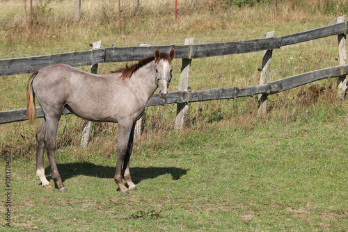 ein junges graues Pferd auf der Pferdekoppel photo