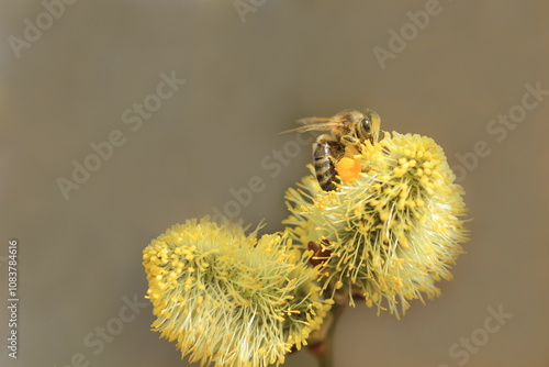 eine Honigbiene auf Weidenkätzchen im Frühling