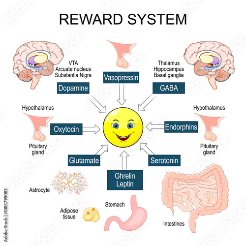 Reward system. Positive reinforcement. Addiction neuroscience. Motivation