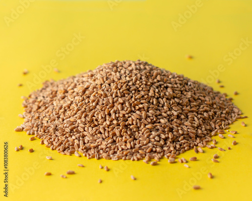 Pile of wheat grains isolated on colored background.