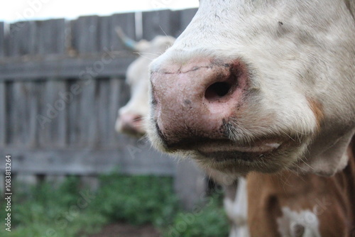 Cow's snout nose close-up. Chewing cattle	 photo