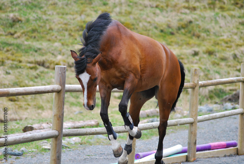 A playful horse running energetically in a sand arena, kicking up dust with powerful strides.