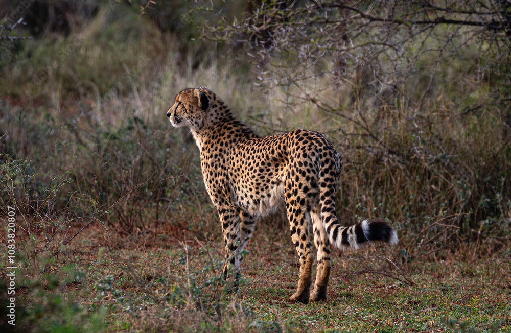 Obraz premium Attentive cheetah standing in the bush