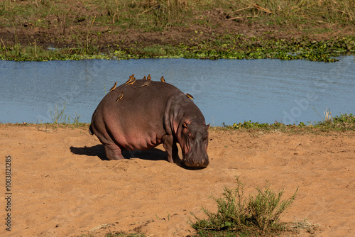 Foto One hippopotamus standing on a riverbank