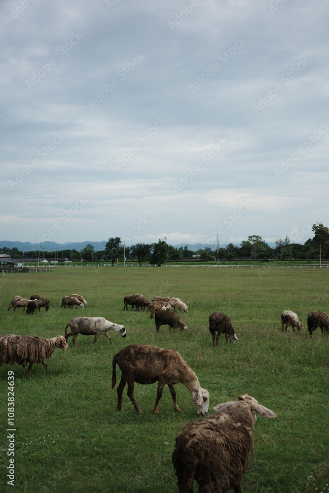 Fototapeta premium sheep dirty fur graze on grass photo
