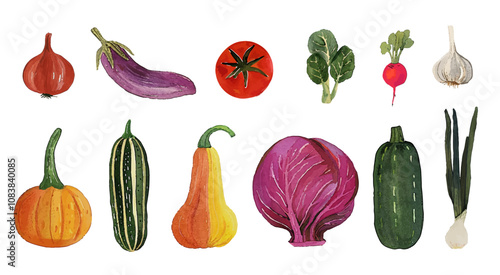 Watercolor vegetables set, squash, zucchini and different pumpkins, onion and garlic clove. Fall harvest, farm market illustration.