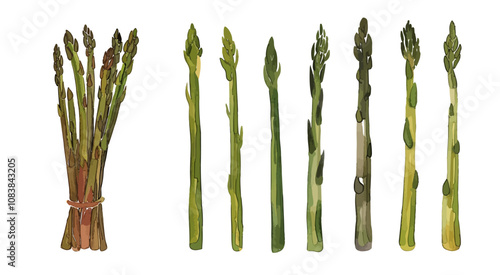 Asparagus stems, watercolor drawing isolated set. Bunch and separate branches.