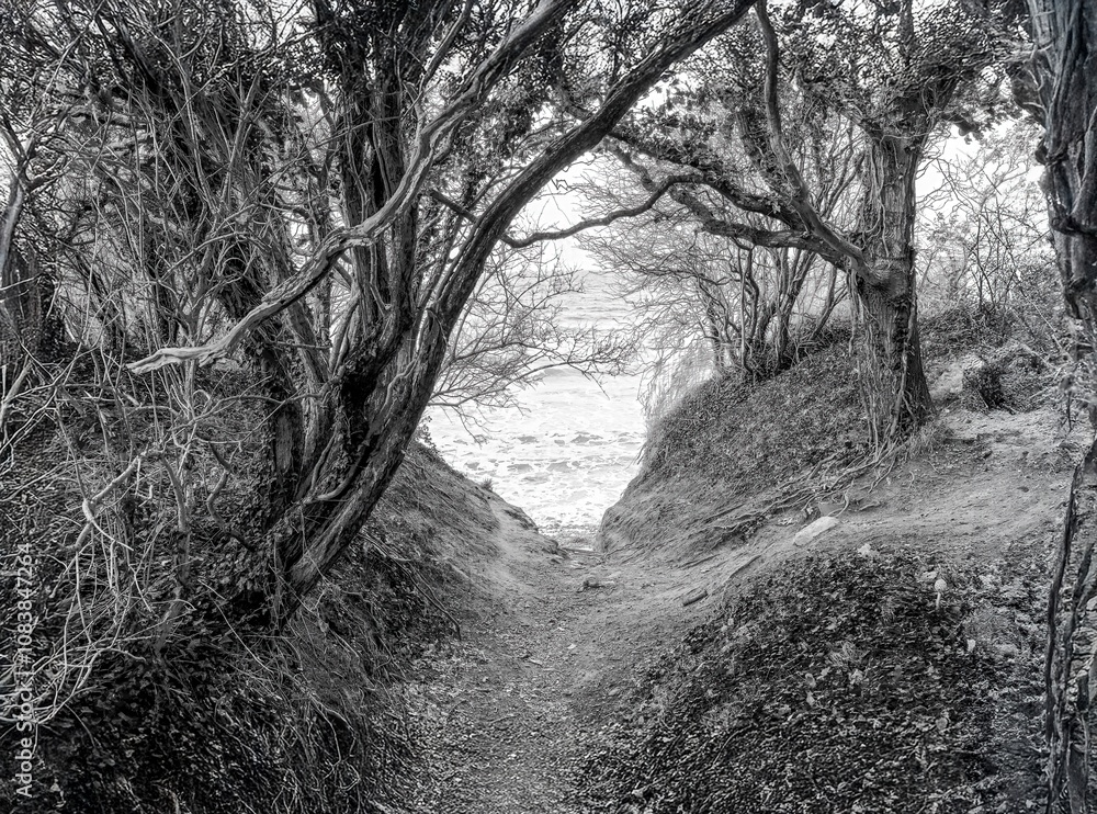 through the ghost forest to the beach of the Baltic Sea