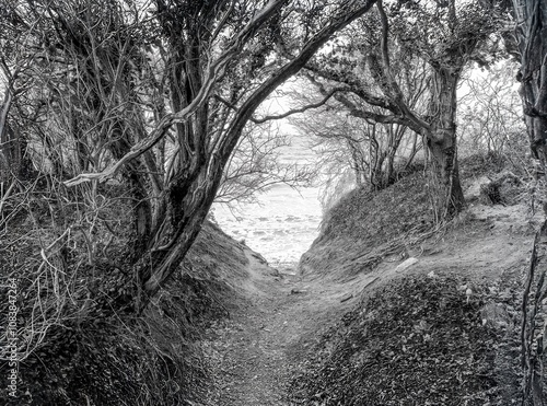 Obraz na płótnie
through the ghost forest to the beach of the Baltic Sea w salonie