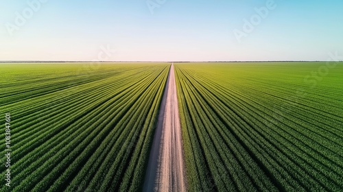 Aerial view of extensive green agricultural fields with a straight dirt road dividing the symmetrical crop rows under a clear blue sky.