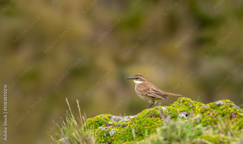 Stout-billed cinclodes bird in its natural habitat in the equatorial forest.