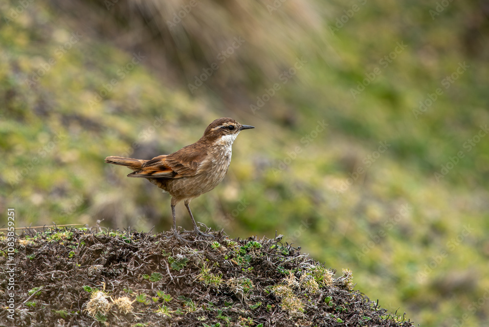 Stout-billed cinclodes bird in its natural habitat in the equatorial forest.