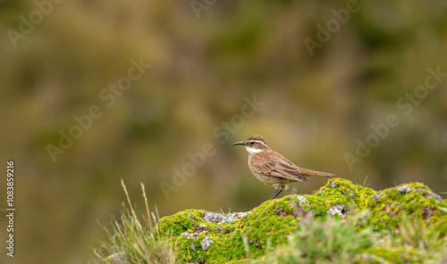 Stout-billed cinclodes bird in its natural habitat in the equatorial forest. photo