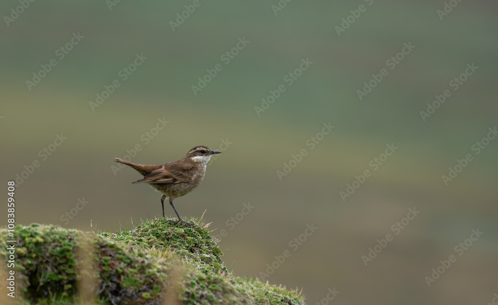 Stout-billed cinclodes bird in its natural habitat in the equatorial forest.